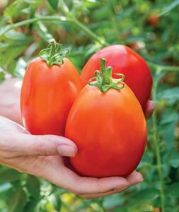 Burpee Gladiator 25 Non-GMO Seeds Hybrid Red Slicing & Paste Delicious Roma Tomato Variety Indeterminate Plant for Home Garden