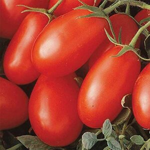 La Roma III Red Hybrid Tomato Seeds - Produces Abundant Crops! Disease Resistant(25 - Seeds)