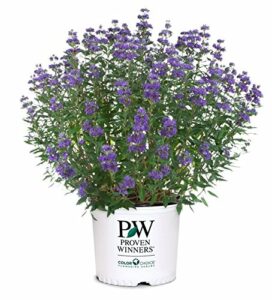 Proven Winners - Caryopteris X cland. Beyond Midnight (Bluebeard) Shrub, , #2 - Size Container
